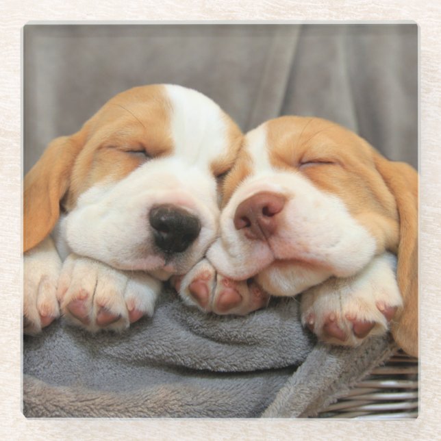 Sleepy Puppies Glass Coaster (Front)