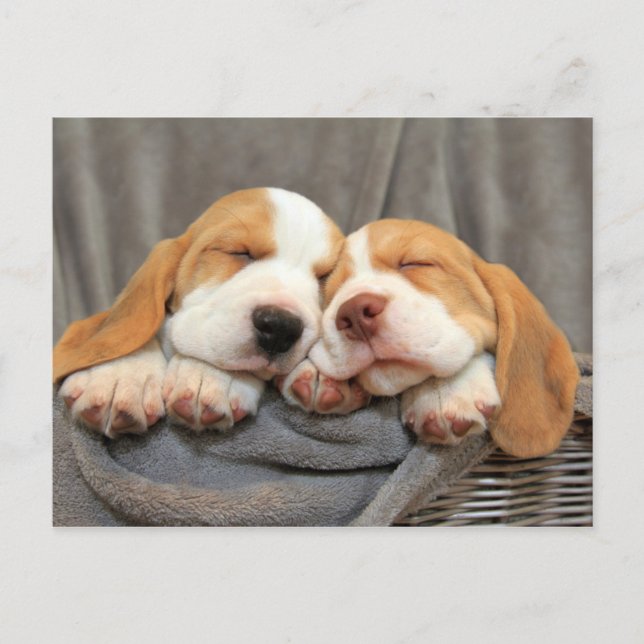 Sleepy Puppies Postcard (Front)