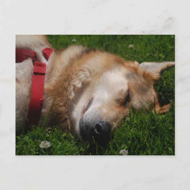 Sleepy Puppy Beauty Postcard (Front)