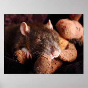 Sleepy Rat Poster