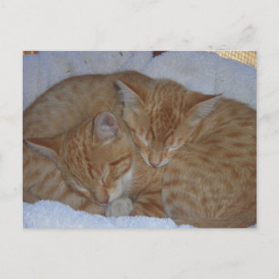 Sleepy red kittens together postcard