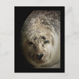 Sleepy Seal Postcard