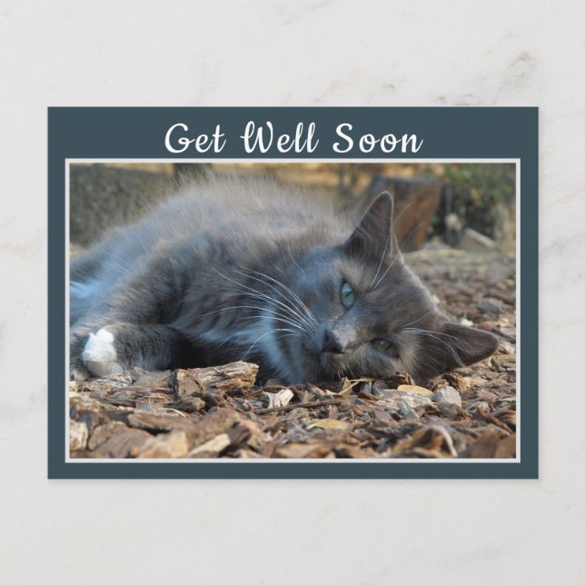 Sleepy Shady Cat Get Well Soon Postcard (Front)