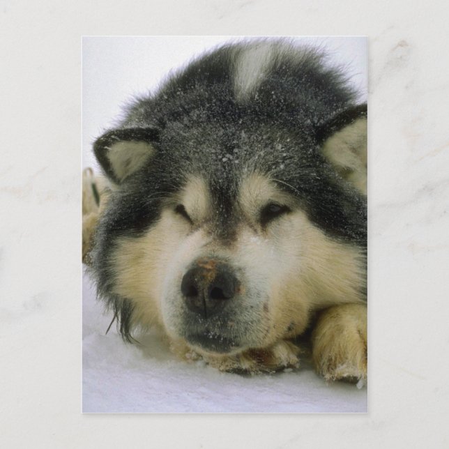Sleepy sled dog postcard (Front)