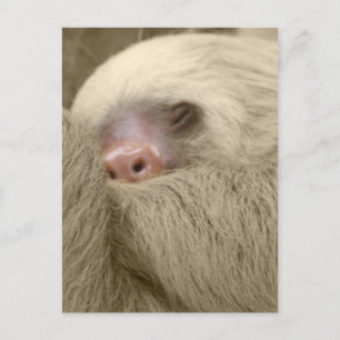 sleepy sloth postcard