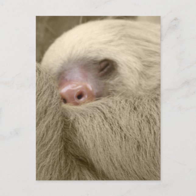sleepy sloth postcard (Front)