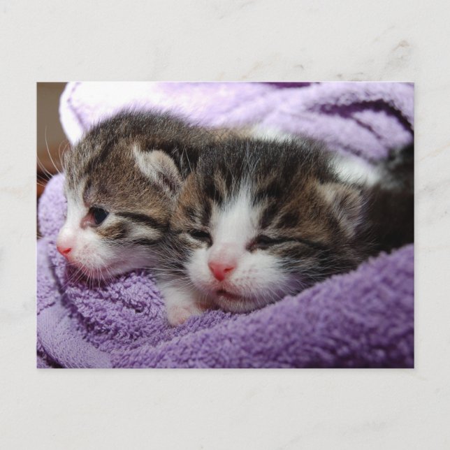 Sleepy soft kittens stay warm postcard (Front)