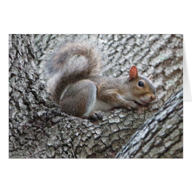 Sleepy Squirrel Greeting Card (Front Horizontal)