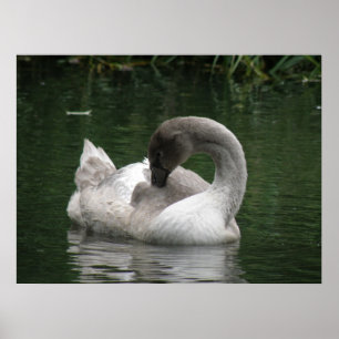 Sleepy Swan Poster