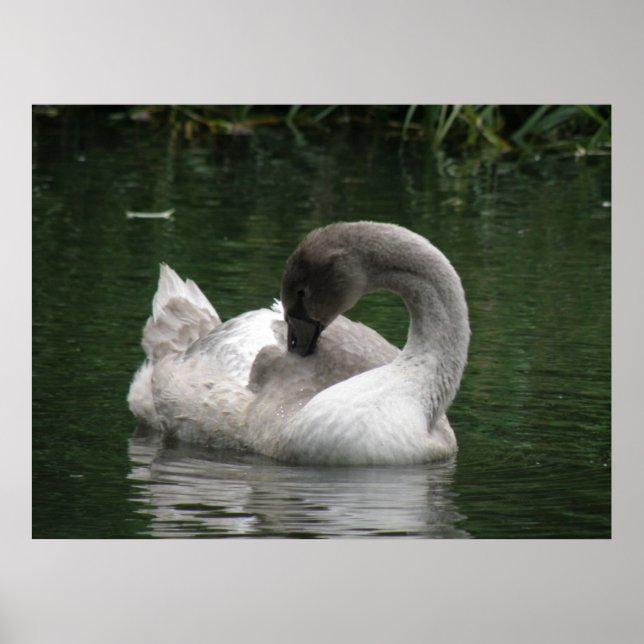 Sleepy Swan Poster (Front)