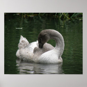 Sleepy Swan Poster