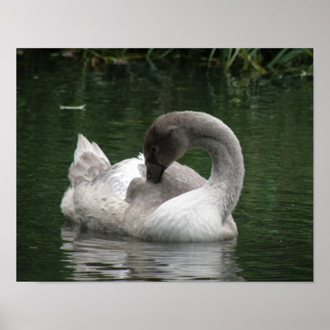 Sleepy Swan Poster (Front)