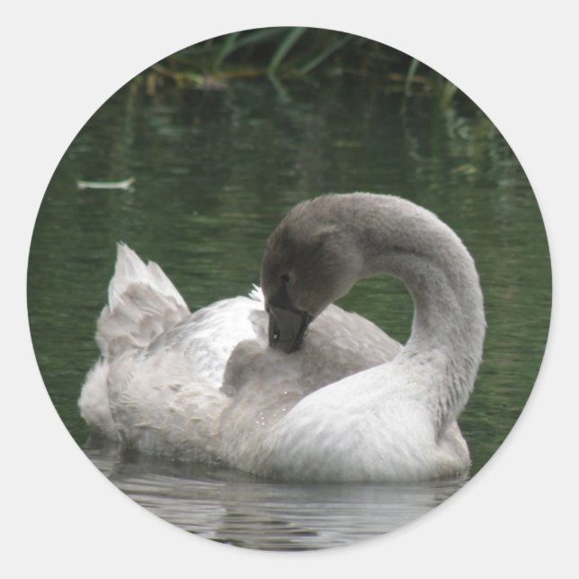 Sleepy Swan Stickers (Front)