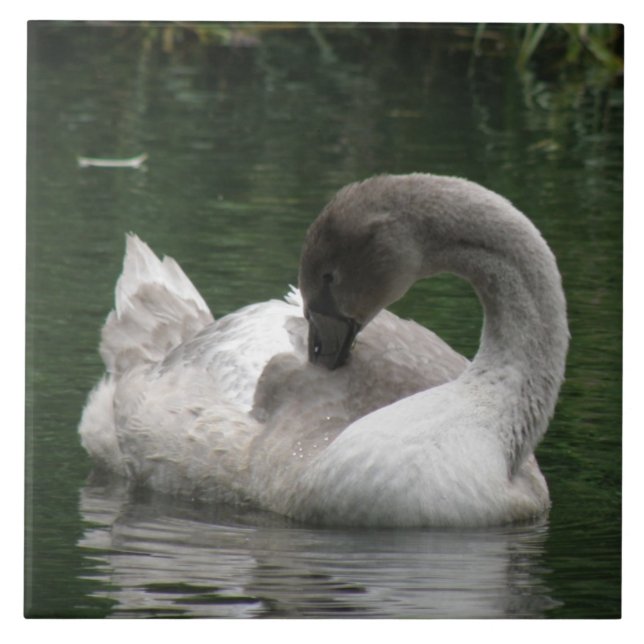 Sleepy Swan Tile (Front)