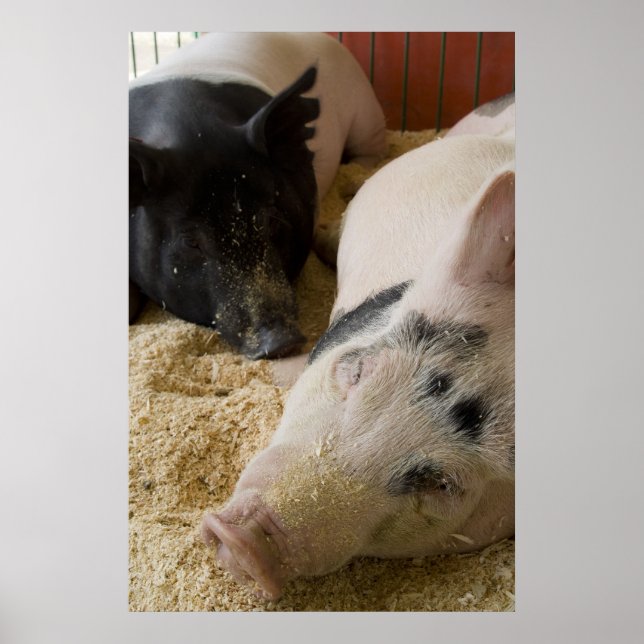 Sleepy Swine Poster (Front)