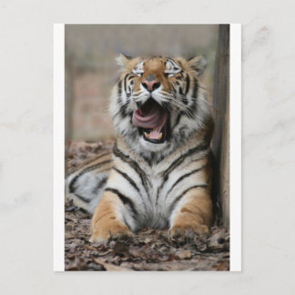 Sleepy Tiger Postcard