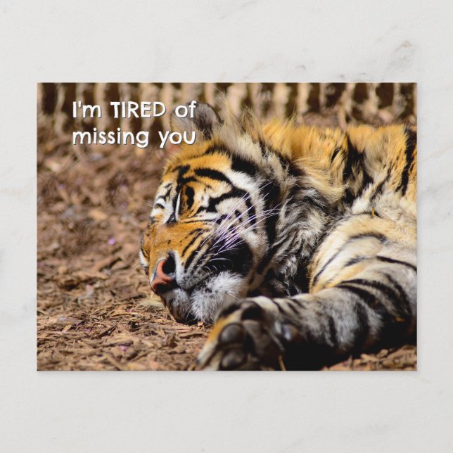 Sleepy Tiger Postcard (Front)
