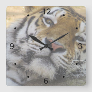 Sleepy Tiger Square Wall Clock