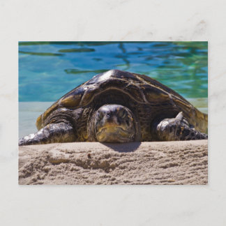 Sleepy Turtle Postcard