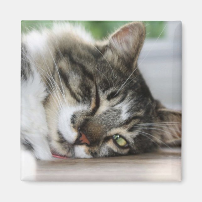 Sleepy Zorro Magnet (Front)