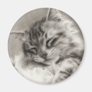 Sleepyhead Maine Coon Magnet