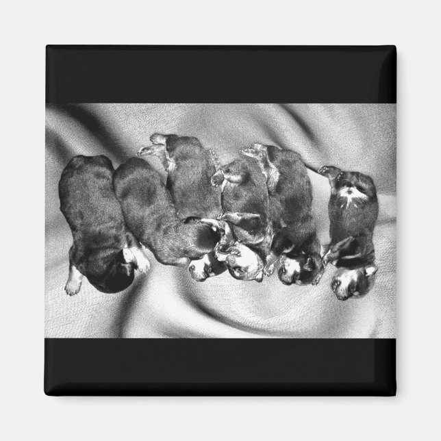 sleepyhead rottweiler puppies magnet (Front)