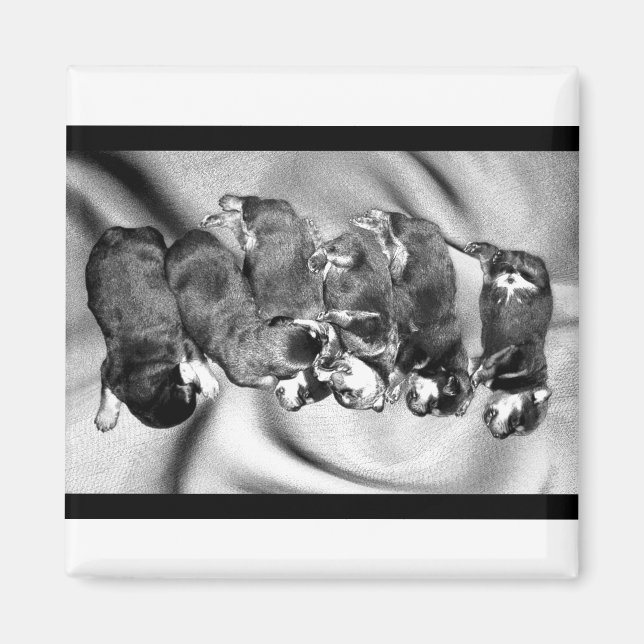 sleepyhead rottweiler puppies magnet (Front)