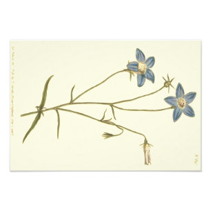 Slender Bellflower Blue Illustration Photo Print
