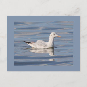 Slender-billed Gull Postcard