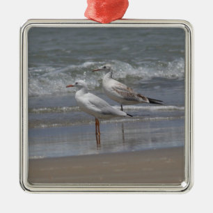Slender-billed Gulls Ornamanet Metal Ornament