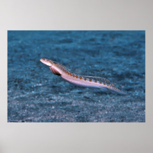 Slender Dragonet Poster