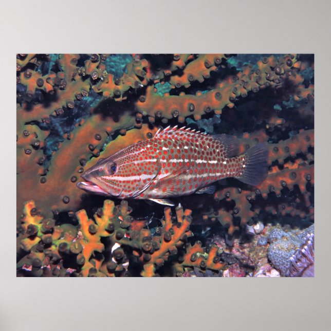 Slender Grouper Poster (Front)