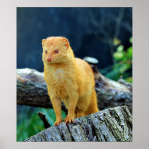 Slender Mongoose Galerella Sanguinea Poster