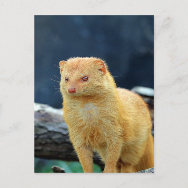 Slender Mongoose waiting for mom love Postcard (Front)