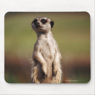 slender-tailed meerkat mouse pad