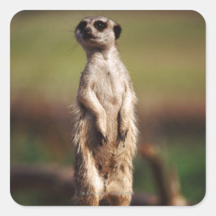 slender-tailed meerkat square sticker