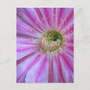 Slice of flatty cake postcard