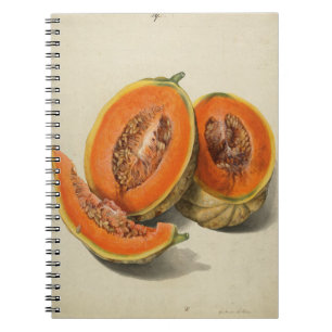 Sliced cantaloupe melon illustration book