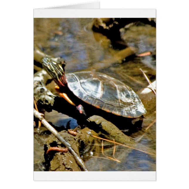 Slider Turtle (Front)