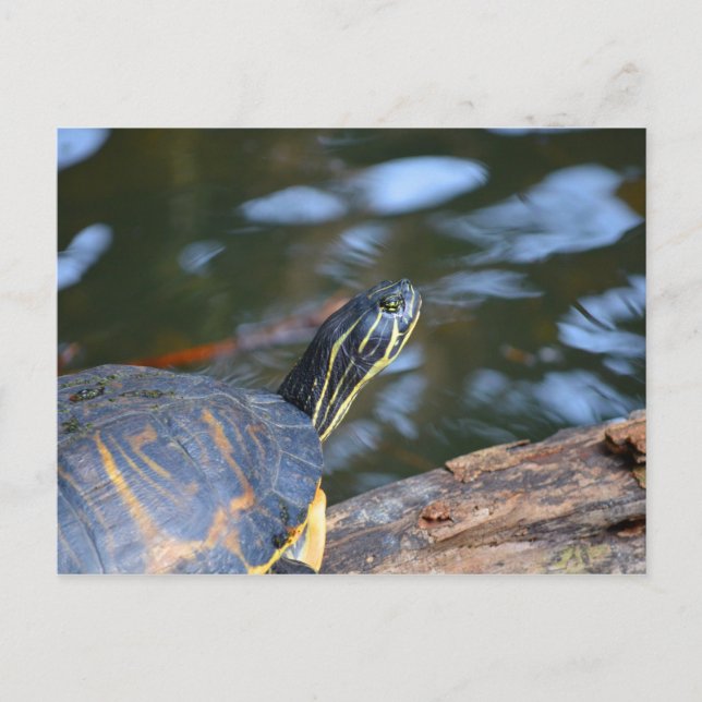 slider water turtle head out of shell postcard (Front)