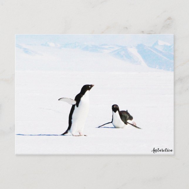 Sliding Adelie Penguin and Friend Postcard (Front)