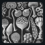 Slime Molds in Black and White Square Sticker<br><div class="desc">These detailed black and white slime molds on a stark black background are somewhat goth and would make for a wonderfully creepy poster collection or set of wall art. These Mycetozoa drawings would be perfect for biologists,  geologists,  paleontologists,  paleobiologists,  collectors,  and lovers of molds,  spores and plants.</div>
