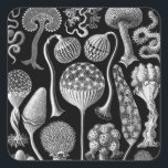 Slime Molds in Black and White Square Sticker<br><div class="desc">These detailed black and white slime molds on a stark black background are somewhat goth and would make for a wonderfully creepy poster collection or set of wall art. These Mycetozoa drawings would be perfect for biologists,  geologists,  paleontologists,  paleobiologists,  collectors,  and lovers of molds,  spores and plants.</div>