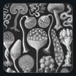 Slime Molds in Black and White Square Sticker<br><div class="desc">These detailed black and white slime molds on a stark black background are somewhat goth and would make for a wonderfully creepy poster collection or set of wall art. These Mycetozoa drawings would be perfect for biologists,  geologists,  paleontologists,  paleobiologists,  collectors,  and lovers of molds,  spores and plants.</div>