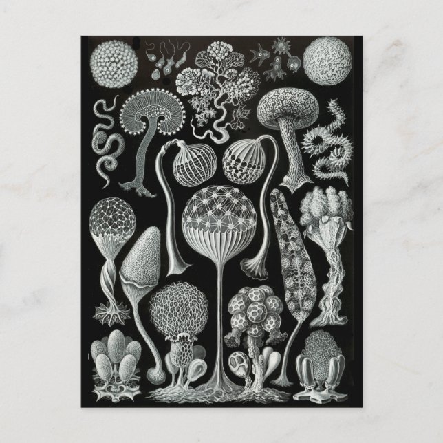Slime Moulds Postcard (Front)