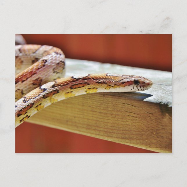 Slithering Red Corn Snake Postcard (Front)