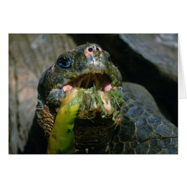 Sloppy eater (Front Horizontal)