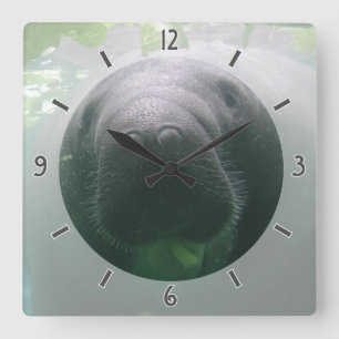 Sloppy Manatee Clock square