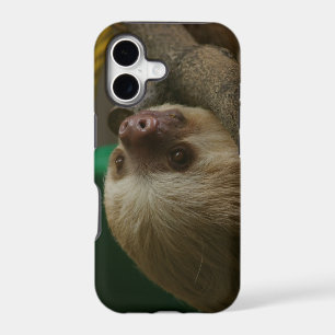 Sloth