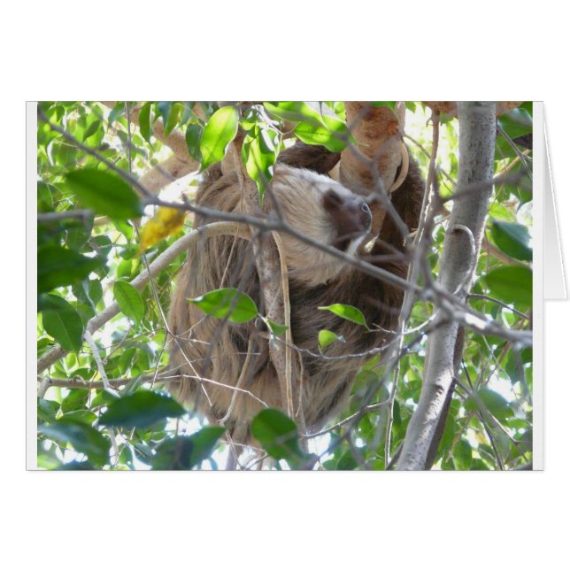 sloth (Front Horizontal)